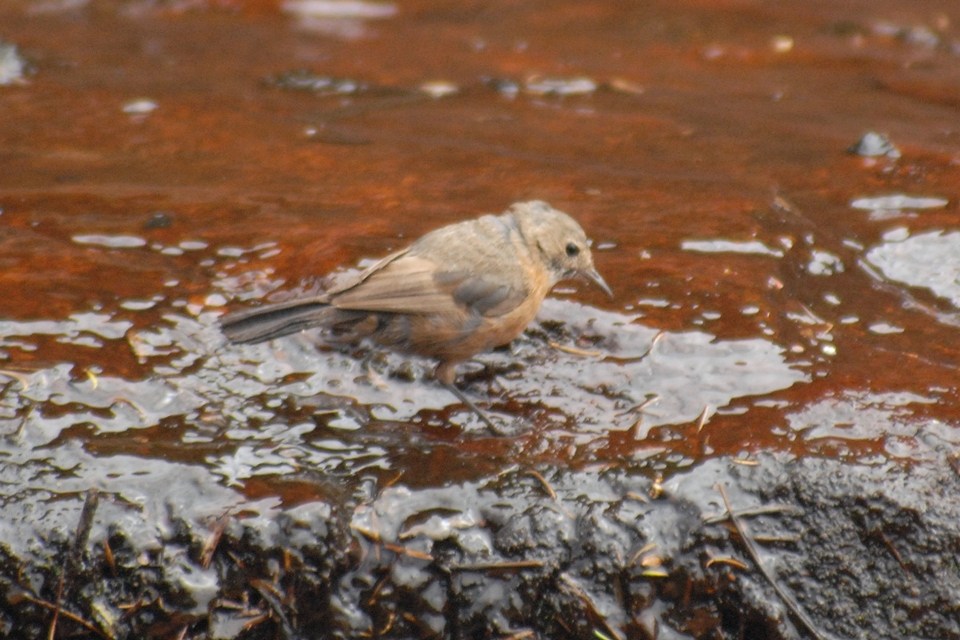 Rockwarbler (Origma solitaria)